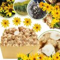 5 Jerusalem Artichoke Tubers for Planting, Fresh Sunroots Sunchokes, Edible Hardy Roots for Home Garden or Raised Beds