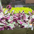 Pink Wandering Jew Plant, Wandering Jew House Plant, Pink Wandering Jew Vine Plant Live 2.5 Inches Pot to Plant Indoor Outdoor