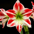 Sweet White Red Waxed Amaryllis Plant Bulb, Holiday Decorations Blooms, Zone: 9-11 or Indoors