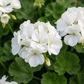 2 White Geranium Plants, Live Flowering Geranium Plant for Outdoor Indoor Garden, Spring Flowers, Hardy and Well Rooted, 2 Plants per Pot, 4-6 Inch Tall