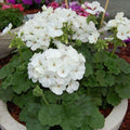 White Geranium Live Plant 5-8" Tall, White Geranium Plant, Live Rooted Perennial Flower Plant for Indoor Gardening