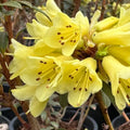 Big 1 Gallon Yellow Rhododendron Plants Live, 1-3 Years Old Azalea Plants Live Shrubs Bushes for Planting, Very Well Rooted