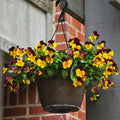 2 Pansy Flower Plants Live 4'' Pot, Multi-Color Blooms Pansies, Outdoor Gardens, Pots, and Landscaping Growing