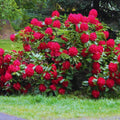 Big 1 Gallon Red Rhododendron Plants Live, 1-3 Years Old Azalea Plants Live Shrubs Bushes for Planting, Very Well Rooted
