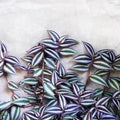 Tradescantia Plant, Silver Wandering Jew Plant Live in 2.5 Inches Pot, Live House Plant