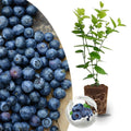 Fresh Sweet Blueberry Plant Live for Planting, Blueberry Bushes for Planting, 4"-7" Cold Hardy Blueberries Southern Highbush