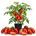 San Maranzo Tomato Live Plant, 2 Plant Per Pot, Red Tomato Plant 5-8" Tall