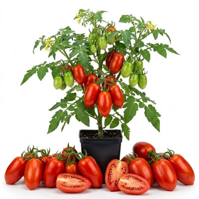 San Maranzo Tomato Live Plant, 2 Plant Per Pot, Red Tomato Plant 5-8" Tall