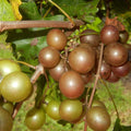 Grape Vine Live Plant 1-2 Year Old, Sweet Grape Plant Live for Growing, Grape Fruit Well Rooted Plant Bareroot (Sweet Muscadine Grape)