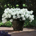Pack 3 White Verbena Plants Live Perennial Ground Cover, No Pot, 5-9" in Tall, Can Grow As Trailing Bushes, Spring Flowers