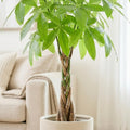 Money Tree, Potted Money Tree Live, 6-10 Inc Tall, Dense Green Foliage, Indoor Houseplant for Modern Home Decor, Easy Care Desk and Living Room Plant
