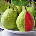Pink Guava Plant Tree Live, Sweet Fragrant Guava Plants Cold Hardy, Well Rooted, 6 to 10 Inc Tall in Pot