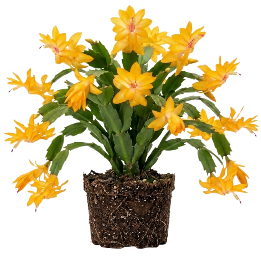 Yellow Christmas Cactus Live Plant, Holiday Cactus, 4-6 Inch Tall
