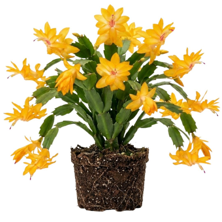 Yellow Christmas Cactus Live Plant, Holiday Cactus, 4-6 Inch Tall