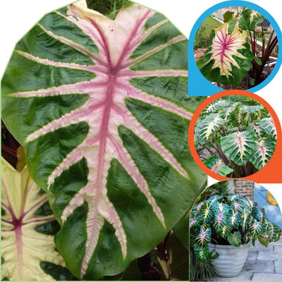 2 Pink Green Colocasia Live Plants, Alocasia Elephant Ear Live Plant for Growing, 4-6" Tall, Cold Hardy, Indoor Outdoor Planting