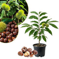 Chestnut Plant Live 6-12 Inches Tall, Chestnut Bareroot Tree