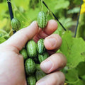 2 Cucamelon Plants Seedlings, Cucamelon Mini Cucumber Live Plant Gardening 3 to 6 Inc Tall Vegetable Plant