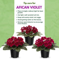 African Violet Live Plant in 4 Inch Pot, Flowering Houseplant, Easy Care Indoor Plant with Vibrant Blooms (Red African Violet)