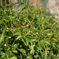 2PPP Chiltepin Pepper Plants Live, Hot Chili Pepper Plants, 4-7'' Tall