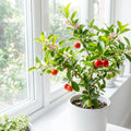 Barbados Cherry Tree Live Plan, Live Barbados Cherry Plant, 4 Inc Pot, 4-7 Inc Tall, Sweet Cherries for Edible Garden