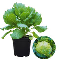 Cabbage Plant Live Pot, Vegetable Plants Live Small Plant, Cabbage Live Plant Garden