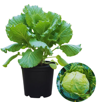 Cabbage Plant Live Pot, Vegetable Plants Live Small Plant, Cabbage Live Plant Garden