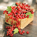 Red Currant Plant Live Well Rooted, 1 Year Large Bare Root, Red Currant Bush Live Plant 5-9 Inch Height, Currant Berries
