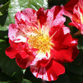 Rose Plant Live, Fragrant Reblooming Roses Flowers for Landscape Planting (Fourth of July Rose), in Pot