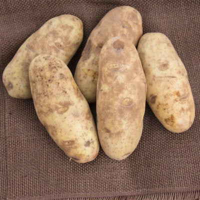 Russet Potato Seeds for Planting Outdoors, 60 True Potato Seeds, Heirloom Easy for Growing