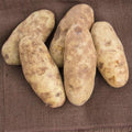 Russet Potato Seeds for Planting Outdoors, 60 True Potato Seeds, Heirloom