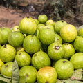 White Guava Tree Live Plant, Live Guava Trees Plant, Guava Trees Plant Live, Guava for Growing, 5-10 Inc in Tall, 1 Year Old Seedlings Well Rooted Guava
