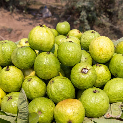 White Guava Tree Live Plant, Live Guava Trees Plant, Guava Trees Plant Live, Guava for Growing, 5-10 Inc in Tall, 1 Year Old Seedlings Well Rooted Guava