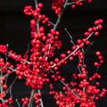 Red Winterberry Live Plant Ilex Winter Berry Holly Starter Plant in 4 Inch Pot for Garden
