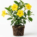Yellow Mandevilla Live Plant, Climbing Mandevilla Plant, 5 to 7 Inches Tall Starter Plants, Well Rooted for Planting Outdoor Garden