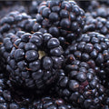 Triple Crown Thornless BlackBerry Plants Live for Planting, 8 Months Old BlackBerry Fruit Tree for Growing Outdoor, High Yielding, Dormant in Winter