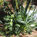 Frizzle Sizzle Albuca Spiralis Plant Live in 3 Inch Pot, Ornamental Albuca Spiralis Succulent Live Plant, Curly Grass Houseplant
