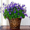 04 Concord Blue Streptocarpella Plants Live, 4-6" Streptocarpus False African Violet Ladyslipper Primose Plant Like for Spring Planting, Fast-Growing