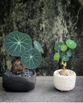 Stephania Cephalantha Plant Medium Caudeux 3-3.5 Inch Wide, No Hair Roots Rare Succulents, Cold Hardy Indoor Houseplant