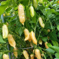 Hungarian Hot Yellow Wax Pepper Plant Live in 2.5 Inch Pot for Planting Outdoor