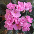 Pink African Violet Plant Live, Pink Violet Flower, 3-5 Inches Tall