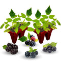 03 BlackBerry Bushes Plants Live, 4-6" in for Spring Planting, Outdoor Growing, High-yielding Blackberries Trees, (Thornless BlackBerry)