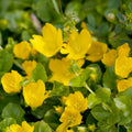Creeping Jenny Plant Live, Golden Creeping Jenny Starter Plant in Plug, 1-3 Inc Tall, Vibrant Foliage, Indoor Outdoor Growing