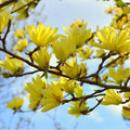 Yellow Bird Magnolia Tree Live Plant, Magnolia Tree Shrub Plant in 2.5" Pot, 6-12 Inches