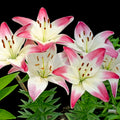 2 White Pink Lily Bulbs, Lily Flower Bulbs, Lily Bulbs for Spring Planting, Lilies Bulbs, Spring Flower Bulbs, Grow Well Indoor Outdoor