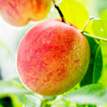 Grafted Peach Tree Live Plant, Well Rooted Peach Plant 1 Feet Tall for Planting Outdoor, Dormant, Ready to Bear Fruit Within 1-2 Years (Elberta)