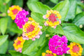 Lantana Live Plant for Planting Outdoors, Set 2 Live Lantana Plants, 4 to 7 Inch Tall, Lantana Perennial Plants, Ready to Plant, Multicolor