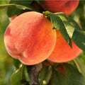 Grafted Peach Tree Live Plant, Well Rooted Peach Plant 1 Feet Tall for Planting Outdoor, Dormant, Ready to Bear Fruit Within 1-2 Years (Elberta)