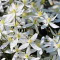 Small White Clematis Live Plant in 2.5" Pot, Flowering Climbing Clematis Vine Starter for Outdoor Garden and Trellis, Well Rooted