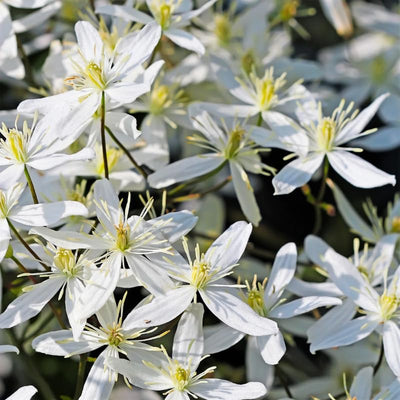 Small White Clematis Live Plant in 2.5" Pot, Flowering Climbing Clematis Vine Starter for Outdoor Garden and Trellis, Well Rooted