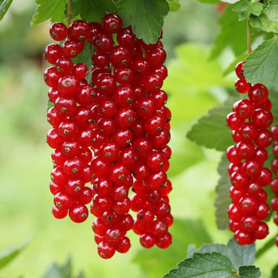 Red Currant Bush Live Plant, Red Currant Plant Live to Grow 5 to 8 Inch Height, Sweet Currant Berry Fruit Starter Plant